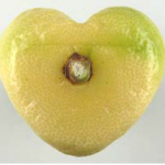 heart lemon-4
