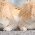 cat wigs 02