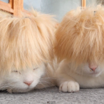 cat wigs 03