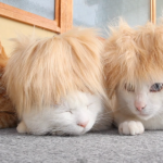 cat wigs 04